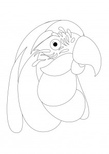 Macaw