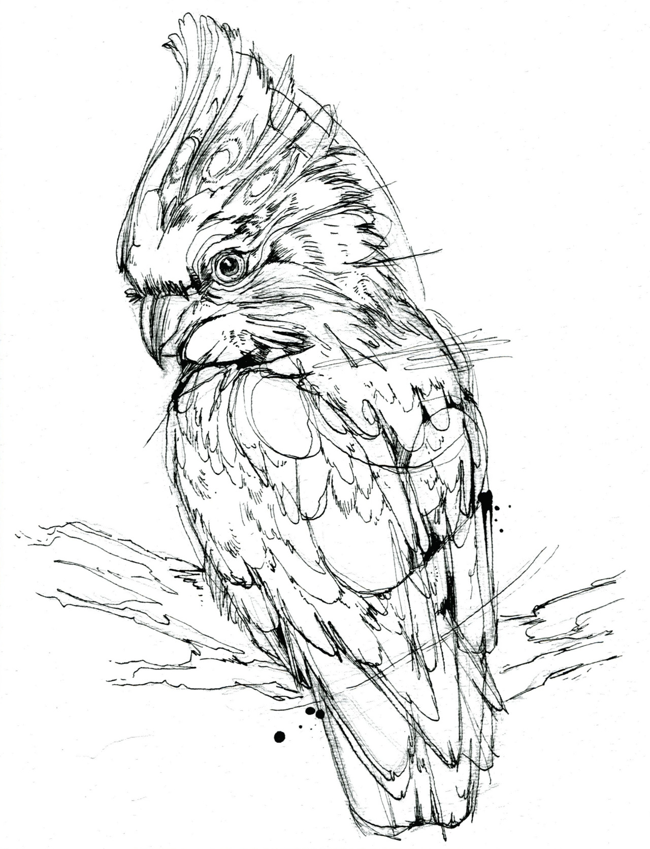 Owl colouring sheet