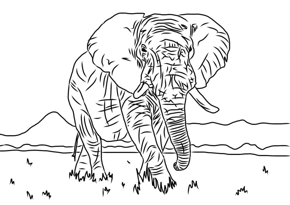 Elephant colouring sheet
