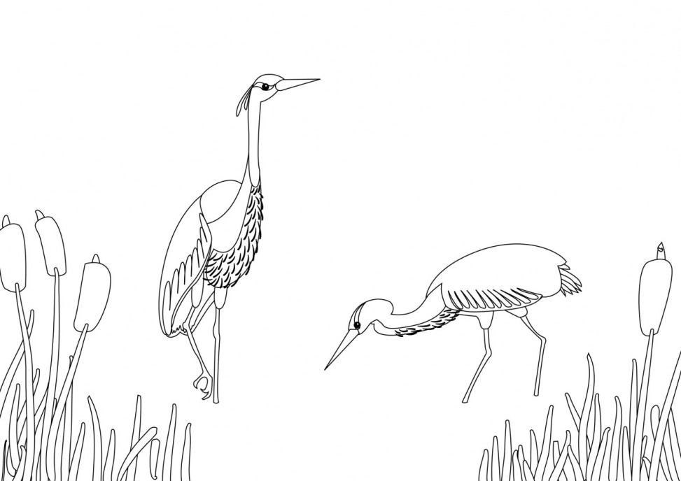 HERONS colouring sheet